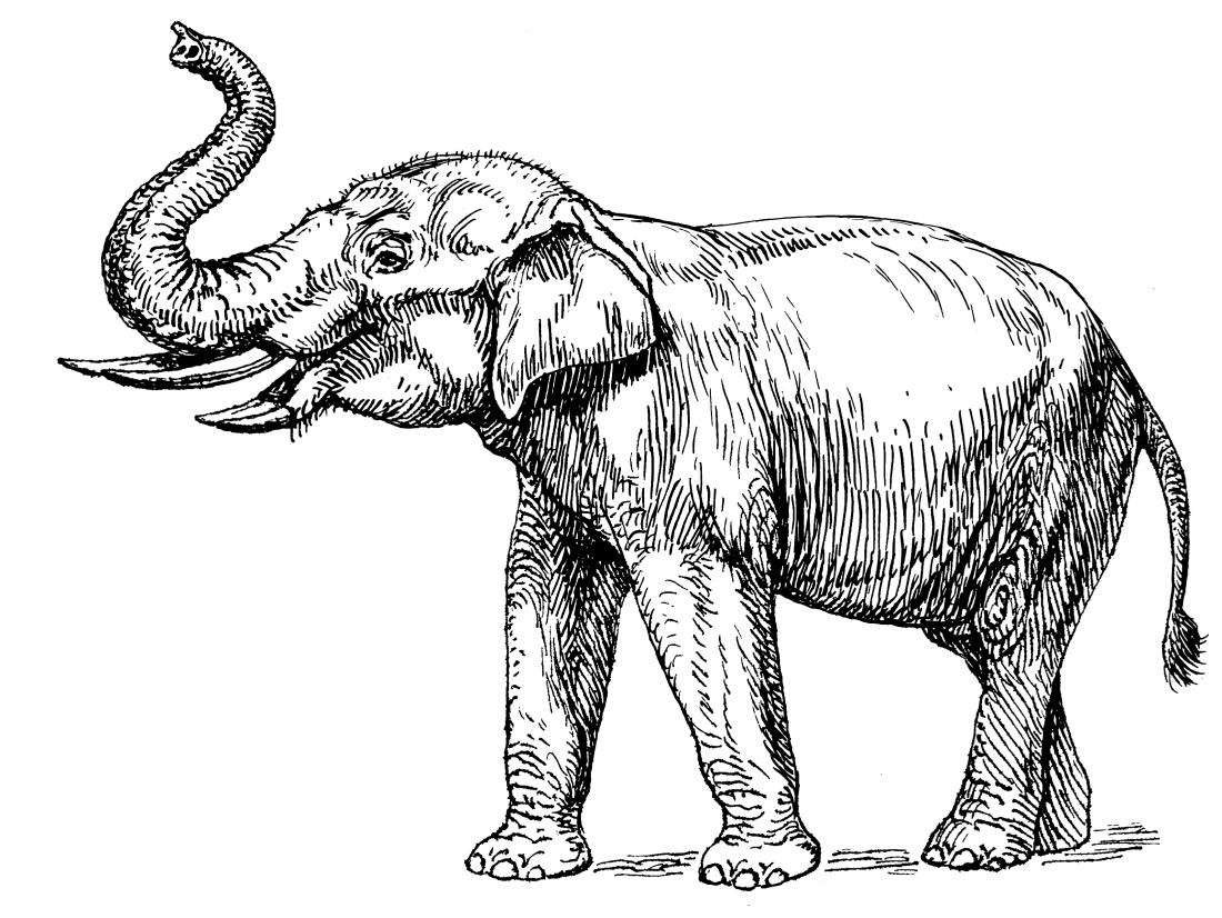 10 удивителни предшественика на слоновете