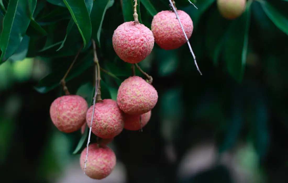 10 интересни факта за плода личи