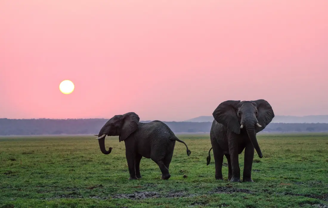 10 любопитни факта за слоновете