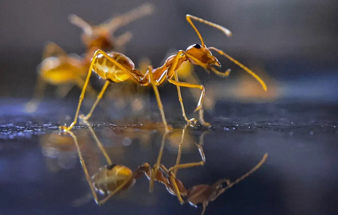 10 любопитни факта за мравките