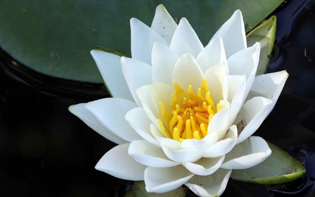 10 интересни факта за лотоса - цветето на светлината
