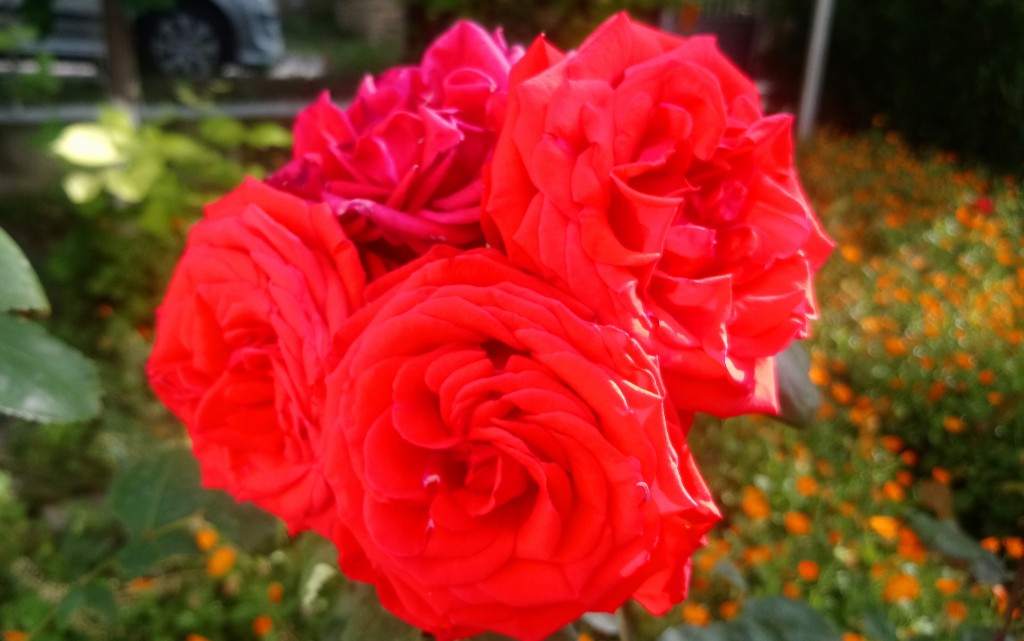 10 интересни факта за българската роза и розовото масло