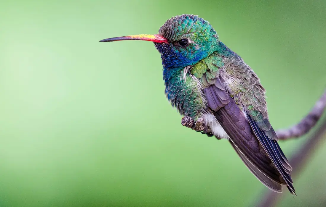 10 удивителни факта за птиците