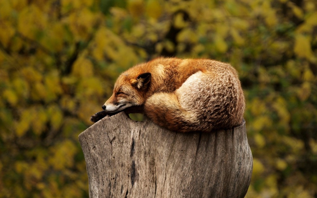 10 интересни факта за лисиците