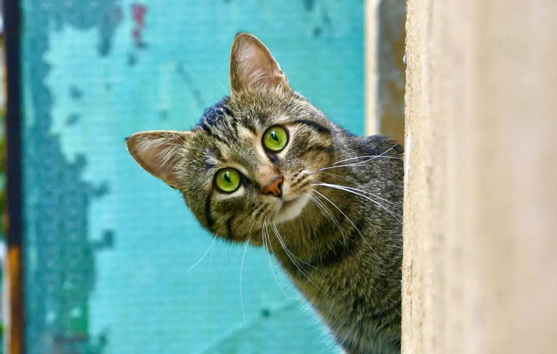10 съвета за котките, които ще ви помогнат в отглеждането им