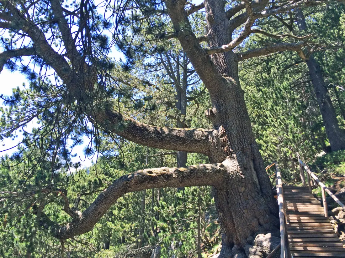 10 от най-старите дървета в света