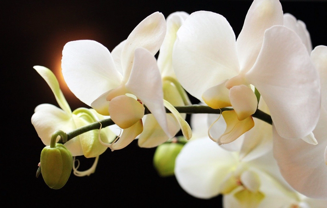 10 причини да отглеждаме орхидеи