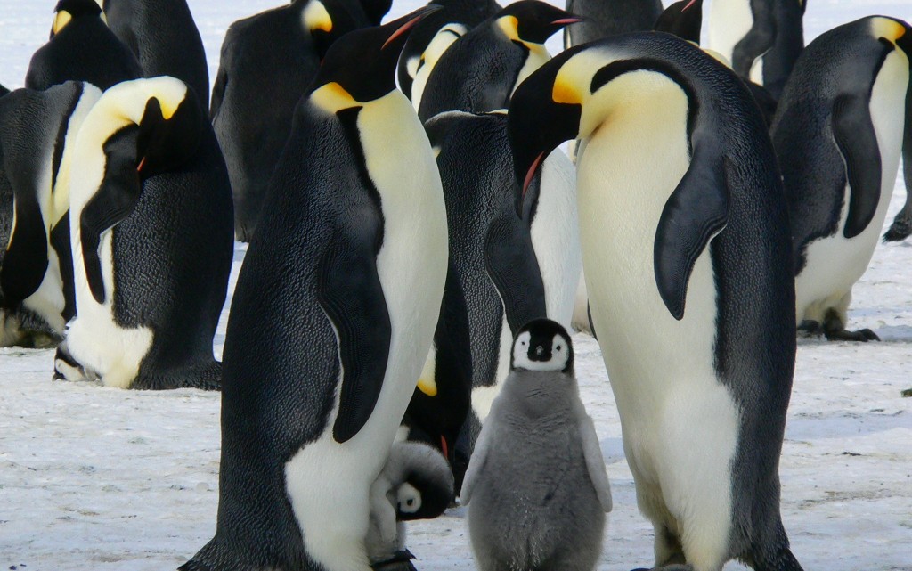 10 любопитни факта за Антарктида