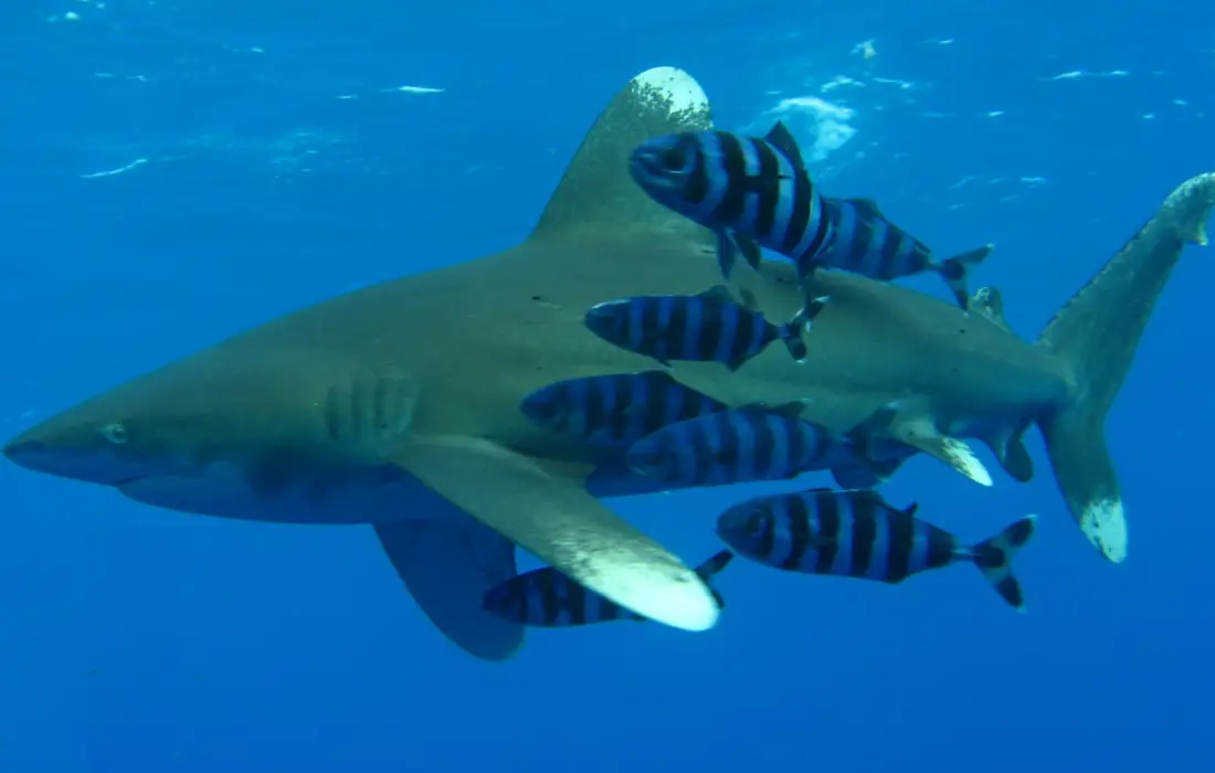 10-те най-смъртоносни и опасни видове акули