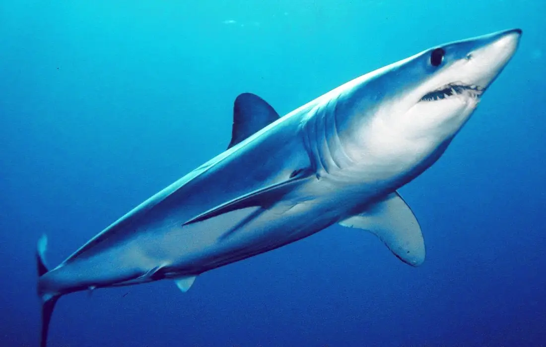 10-те най-смъртоносни и опасни видове акули