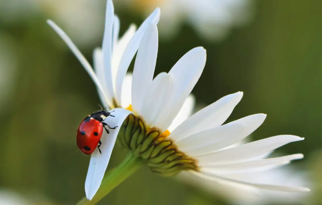 10 любопитни факта за калинките