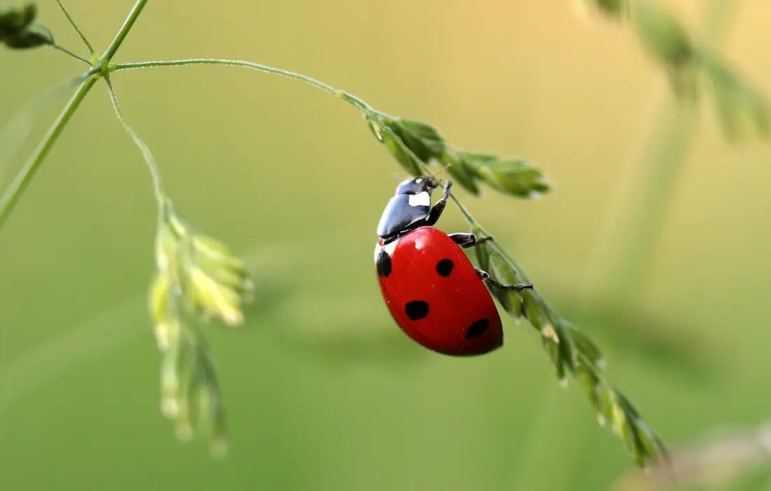 10 любопитни факта за калинките