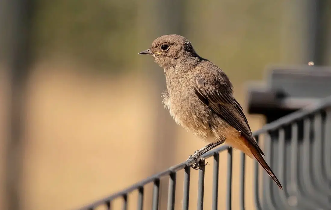 10 предимства и критерия за използване на секционни огради в ландшафтния дизайн