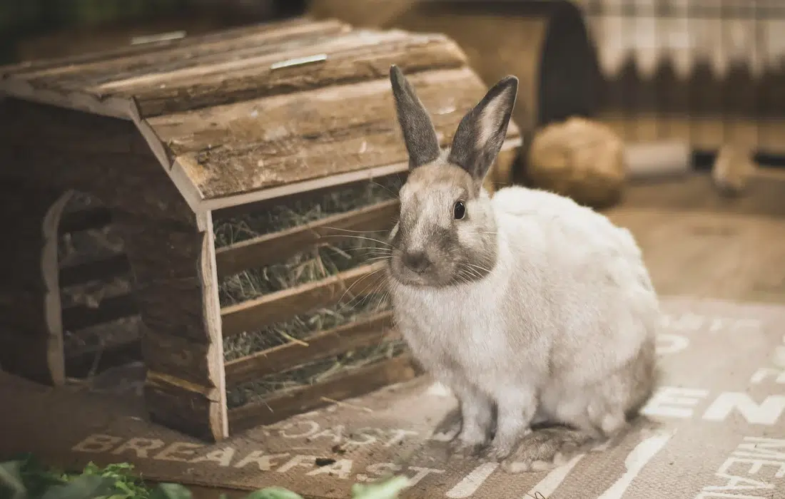 10 любопитни факта за домашните зайчета