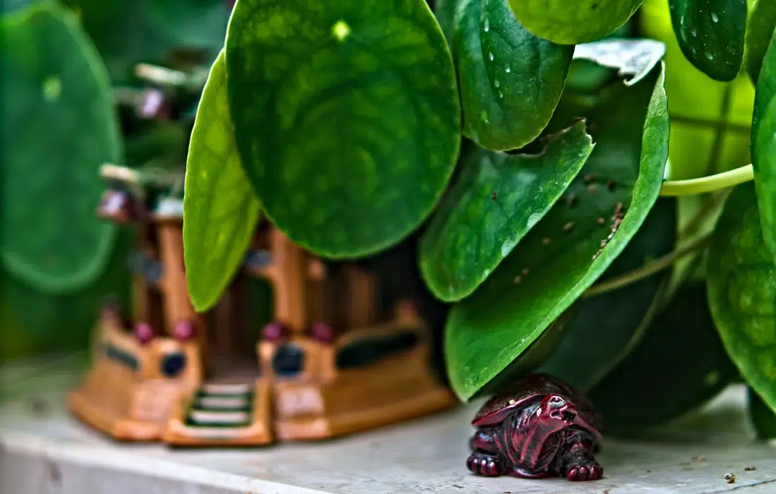 10 мита за фъншуй, които упорито обикалят домовете ни