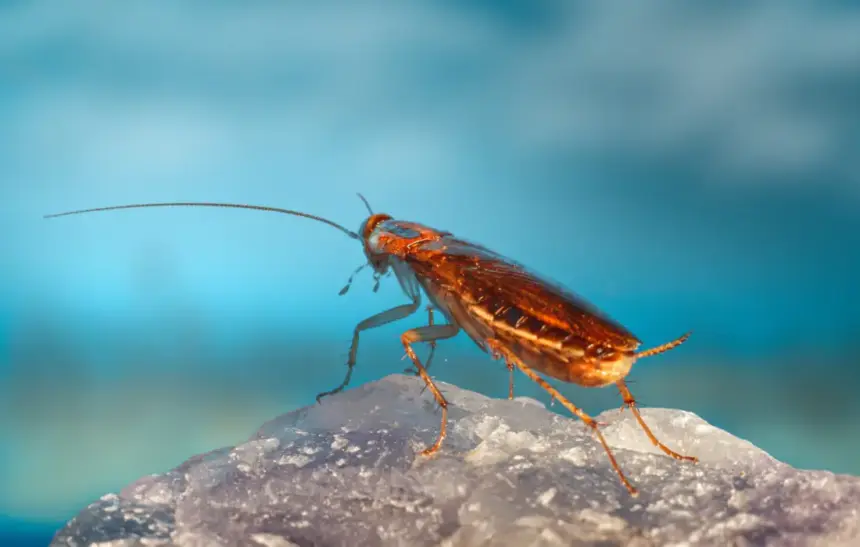 10 любопитни факта за хлебарките