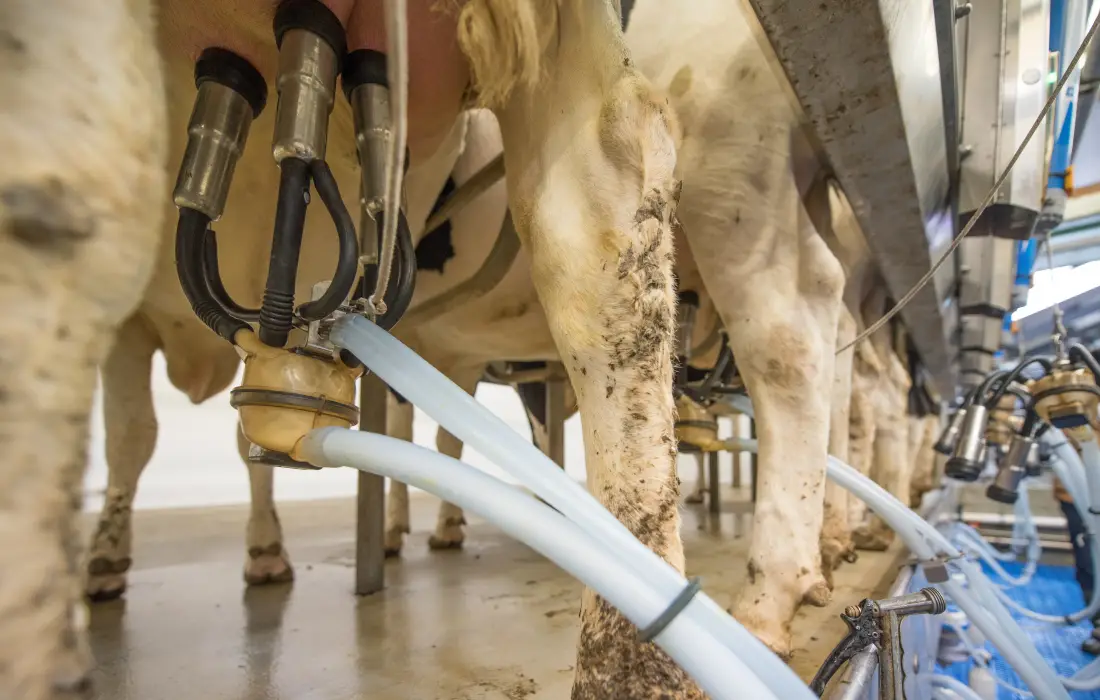 10 от най-пазените "мръсни" тайни на млечната индустрия