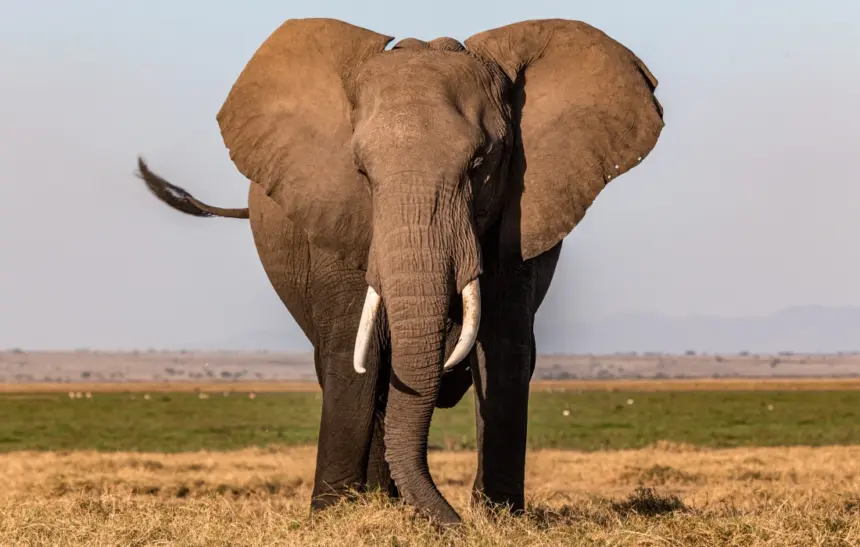 10 удивителни предшественика на слоновете