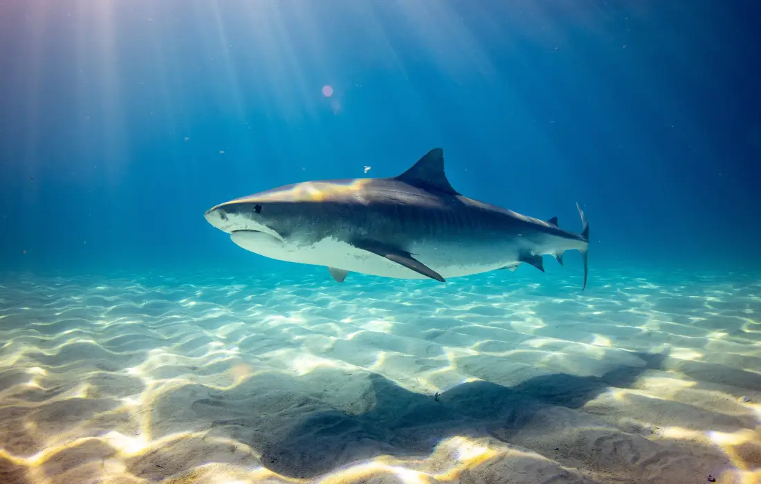 10 от най-странните неща, откривани в стомасите на акули