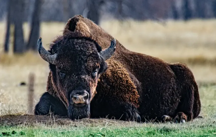 10 любопитни факта за бизоните