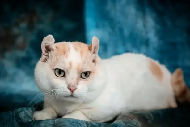 10-те най-дребни породи котки