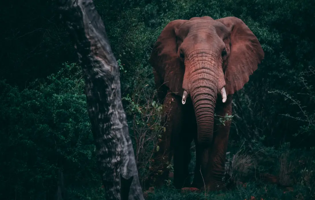 10 любопитни факта за слоновете
