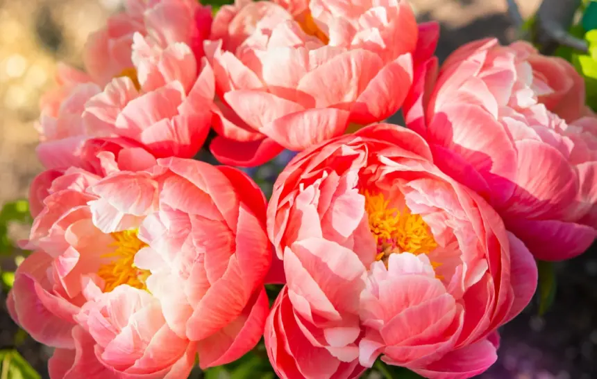 10 цветя, които задължително трябва да имате в дома си