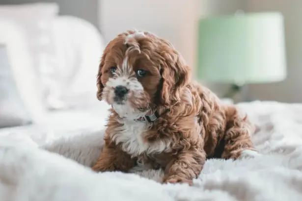 10 начина, по които кучетата изразяват любовта си