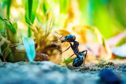 10 любопитни факта за мравките