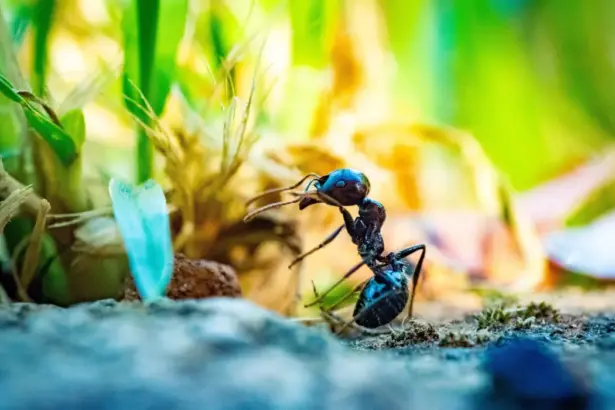 10 любопитни факта за мравките