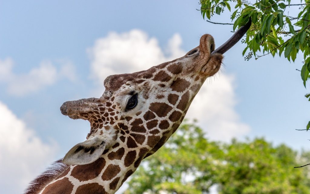 10 факта за жирафите, които вероятно не знаете