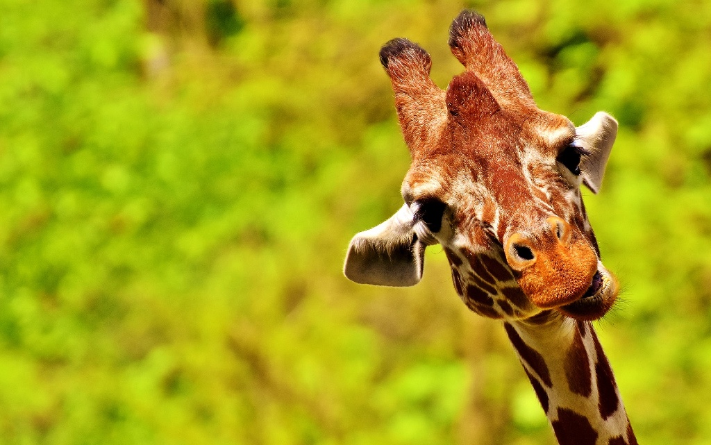 Жирафите са забележителни животни които не биха могли да бъдат