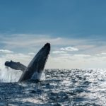 10 любопитни факта за китовете