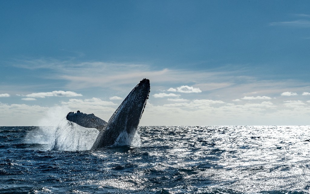 10 любопитни факта за китовете