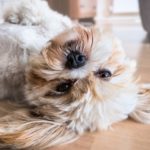 10 породи кучета, подходящи за хора с алергии