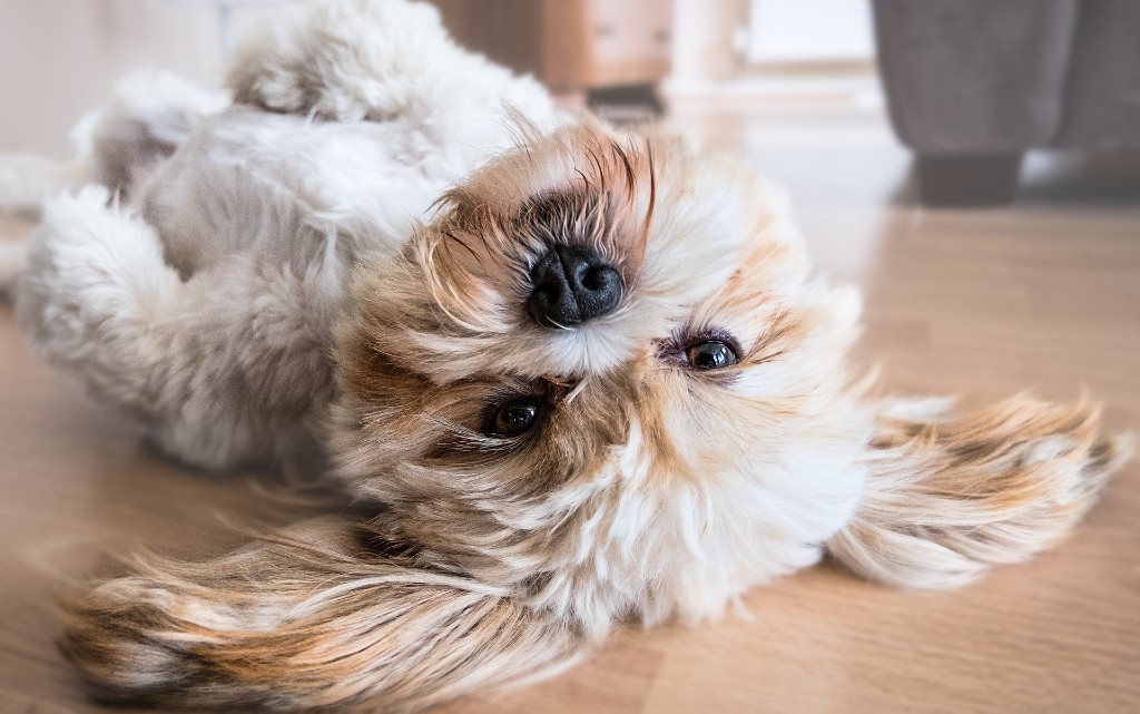 10 породи кучета, подходящи за хора с алергии