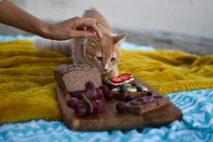 10 човешки храни и напитки, опасни за здравето на котките