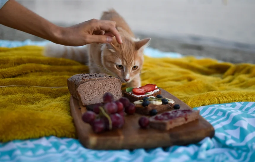 10 човешки храни и напитки, опасни за здравето на котките