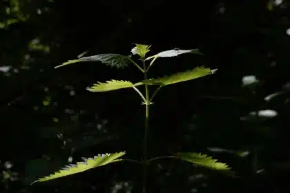 10 факта за копривата, които вероятно не знаете