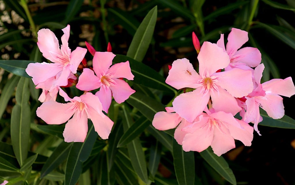  10 от най-отровните растения на света 