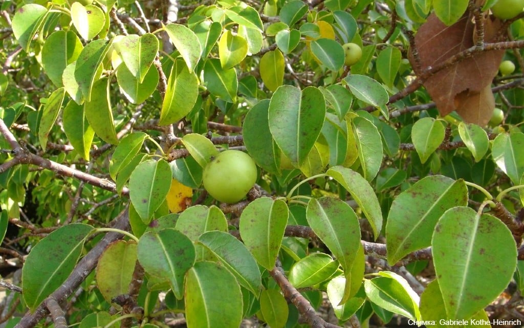  10 от най-отровните растения на света 