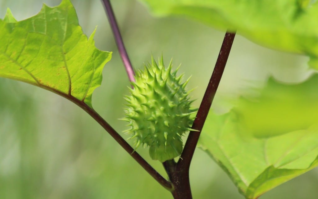  10 от най-отровните растения на света 