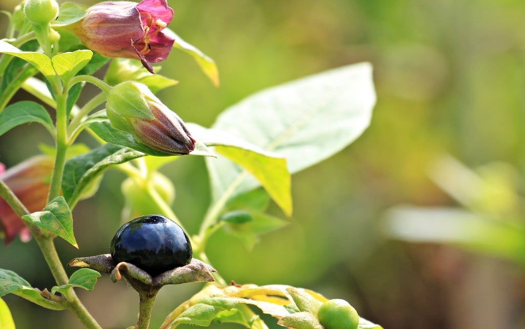  10 от най-отровните растения на света 