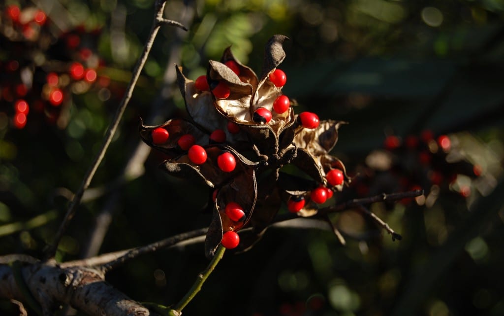  10 от най-отровните растения на света 