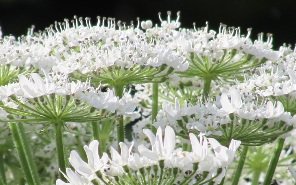  10 от най-отровните растения на света 