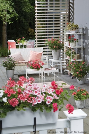  10 съвета по какъв начин сполучливо да отгледаме мушкато у дома или в градината си 