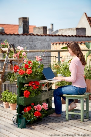  10 съвета по какъв начин сполучливо да отгледаме мушкато у дома или в градината си 