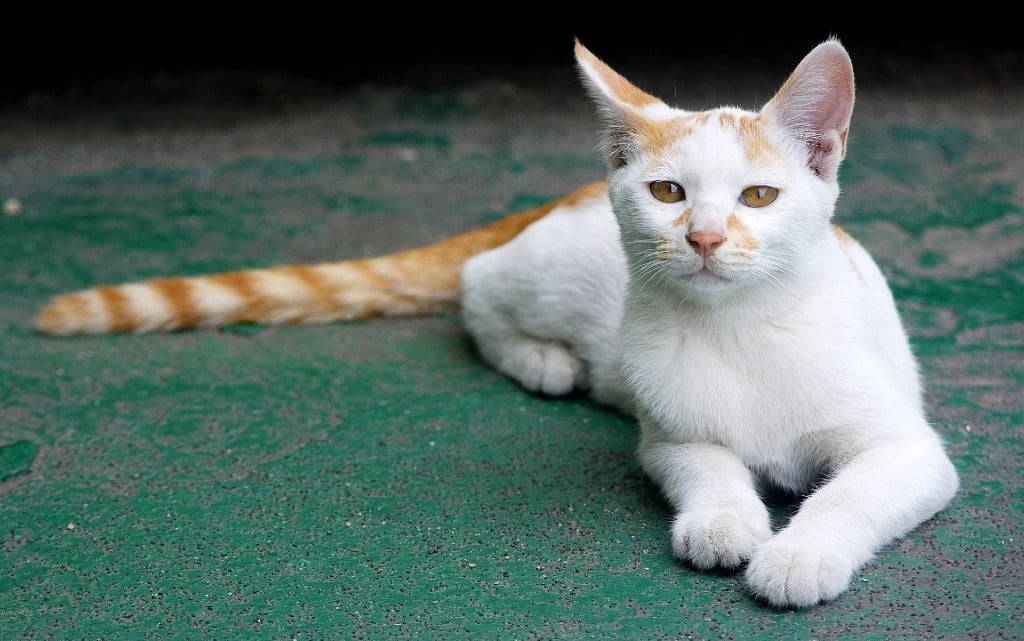  10 обстоятелството за бездомните животни 