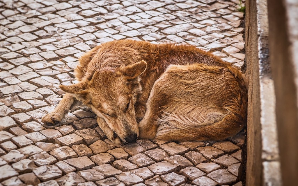 Бездомните животни са един от най големите проблеми засягащи целия свят