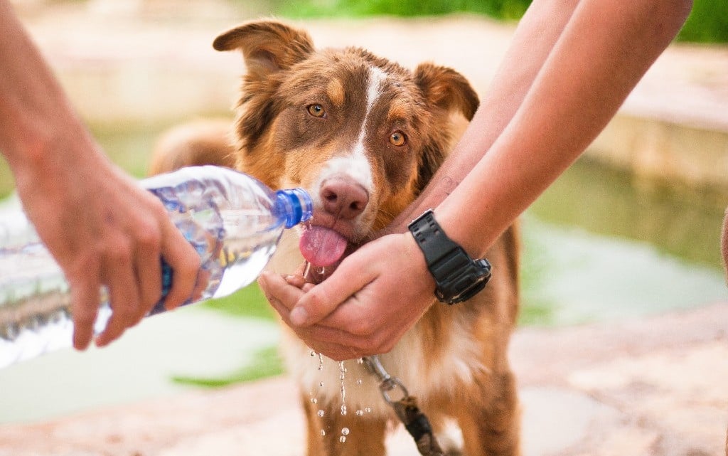  10 обстоятелството за бездомните животни 
